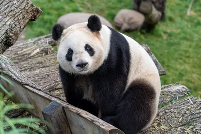 Малыш панда в вязанном свитере …» — создано в Шедевруме