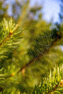 Перчатка с паутиной Человека-Паука Spider-Hero, веб шутер человека-паука -  купить с доставкой по выгодным ценам в интернет-магазине OZON (816841779)