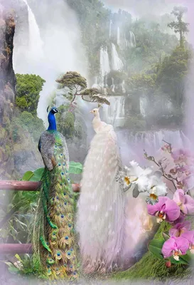 Фотообои Сад с павлинами купить на Стену — Цены и 3D Фото интерьеров в  Каталоге интернет магазина 