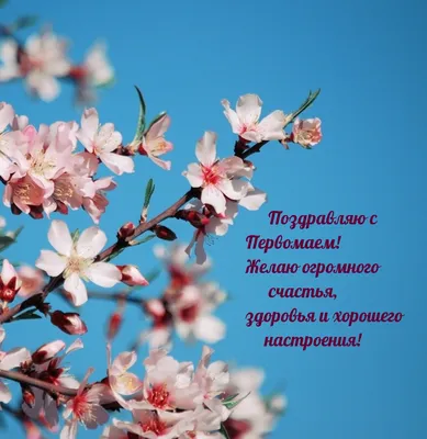Праздник Весны и Труда 1 Мая: новые красивые открытки и поздравления в  стихах с Первомаем-2022 - 