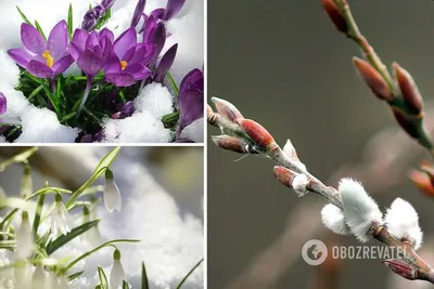 Картинки с первым днем весны (49 фото) » Юмор, позитив и много смешных  картинок