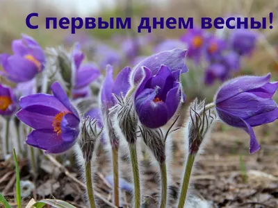 с первым днем весны - Поиск в Google | Spring flowers, Garden, Flowers