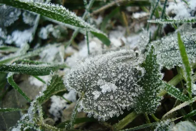 С первым снегом и морозами не греться мне хочется, а заморозить всё вокруг  еще больше.» — Яндекс Кью