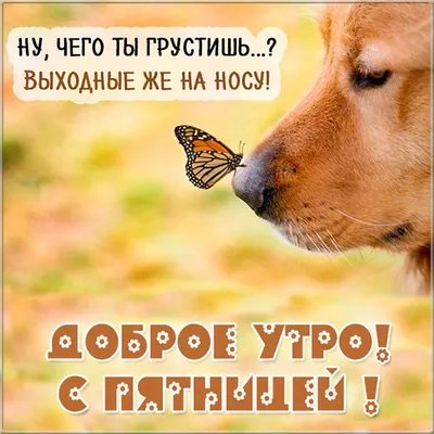 Доброе утро! Пятница. 🍁🌤️😺 в 2023 г | Доброе утро, Счастливые картинки,  Современная открытка