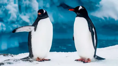 Исчезла одна из крупнейших колоний пингвинов в мире - Российская газета