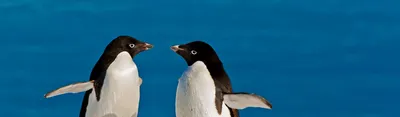 Императорские пингвины могут исчезнуть навсегда - АЗЕРТАДЖ