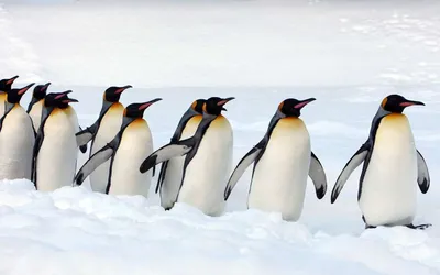 Виды пингвинов | Пикабу