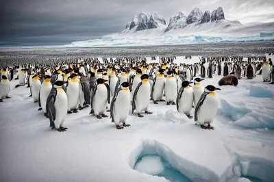 Украинские полярники показали, как изучают пингвинов на соседних островах