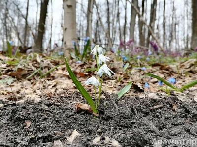 Никогда раньше не видел столько подснежников, встретил даже белый. Дарю  много фото с прогулки по весеннему лесу | AnavrinTrip | Путешествия как  состояние души | Дзен