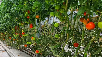 Что можно сажать рядом с помидорами в открытом грунте. Правильная  совместимость овощей | Виктория Радзевская - Дачные секреты | Дзен