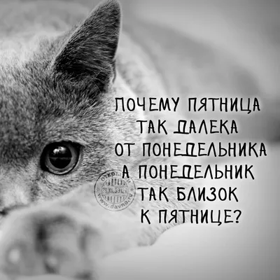 С понедельника в спортивном комплексе «Нефтяник» стартует осенний  спортивный лагерь «Орлята»! — Спортивная школа им. А.Ф. Орловского