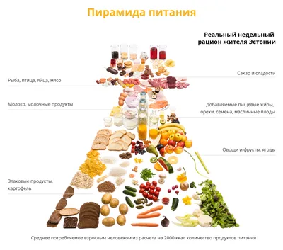 4 основных этапа правильного питания | продукты правильного питания на  каждый день | Доктор Борменталь