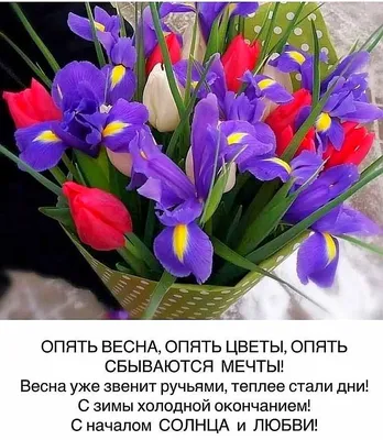 С НАЧАЛОМ 🍃🌺💜🌺🌿 ВЕСНЫ!