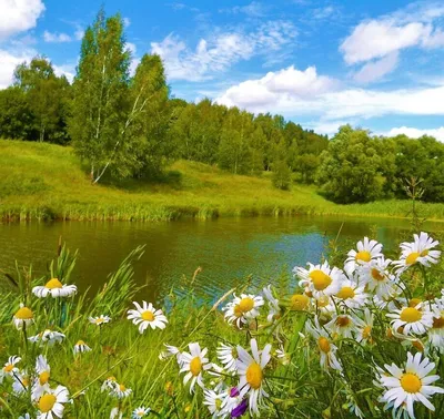 Прекрасные цветы Планеты | ВКонтакте в 2023 г | Летний пейзаж, Пейзажи,  Картины пейзажа