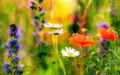 Лето природа цветы (38 фото) - 38 фото