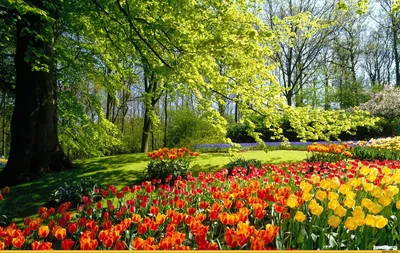 Весна, природа, цветы | Природа, Весна, Цветы