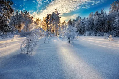 01_пейзажи, зима, снег, природа, зимние обои, дерево | Flickr
