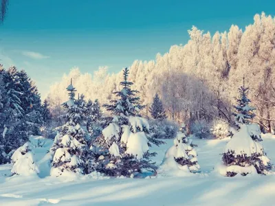 Скачать обои деревья, горы, солнце, снег, природа разрешение 2560x1600  #42534