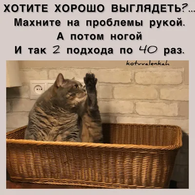 Мемы субботы, с приветом😹 из отпуска | Кот в валенках Марсель | Дзен