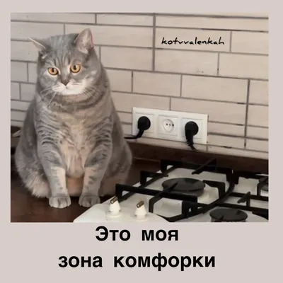 Мемы субботы, с приветом😹 из отпуска | Кот в валенках Марсель | Дзен