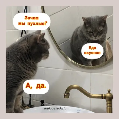 Мемы субботы, с приветом😹 из отпуска | Кот в валенках Марсель | Дзен