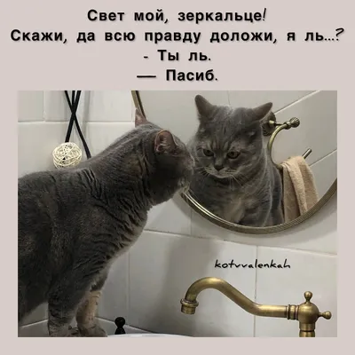 Мемы субботы, с приветом😹 из отпуска | Кот в валенках Марсель | Дзен