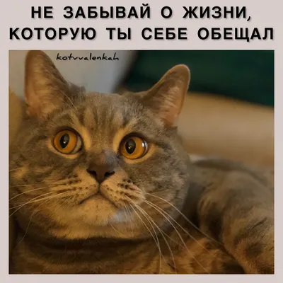 Мемы субботы, с приветом😹 из отпуска | Кот в валенках Марсель | Дзен