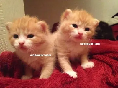 Post #20670 — Темы Тюмени (@TemuTyumenii)