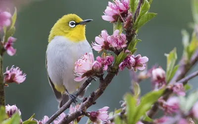 Birds in My January Garden : Bullfinch, Goldfinch, Linnet, Robin and Blue  Tit - YouTube