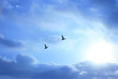 Картинки небо с птицами на телефон (63 фото) » Картинки и статусы про  окружающий мир вокруг