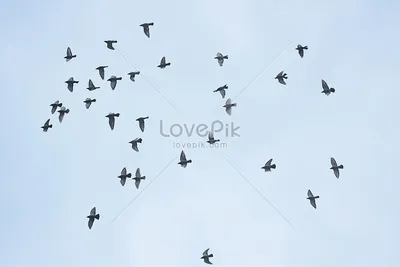 Птица летящая в небе (65 лучших фото)