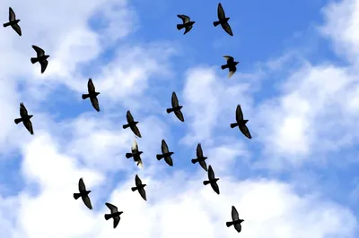 Стая птиц в небе (55 фото) - 55 фото