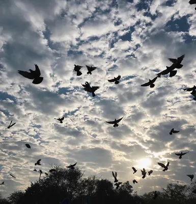 Картинки птиц в небе все (61 фото) » Картинки и статусы про окружающий мир  вокруг