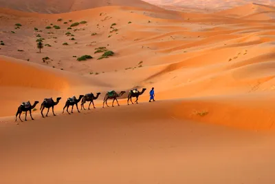 Сможет ли Сахара перестать быть пустыней - Российская газета