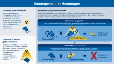 Съедобная доза. Какие продукты и зачем обрабатывают радиацией - Собеседник