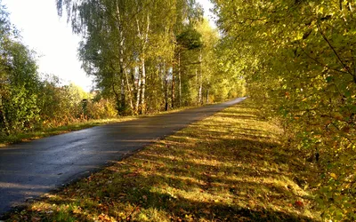 Фон рабочего стола где видно подснежники, весенние цветы, природа, весна,  лес, заставки, обои, Snowdrops, spring flowers, nature, spring, forest,  screensavers, wallpaper