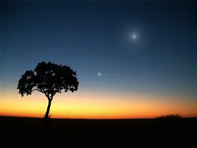 Скачать обои вечер, дерево, луна, the evening, tree разрешение 2048x1536  #13821