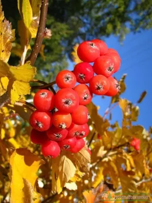 Купить Рябина гранатная Sorbus Granatnaya - в питомнике Флорини