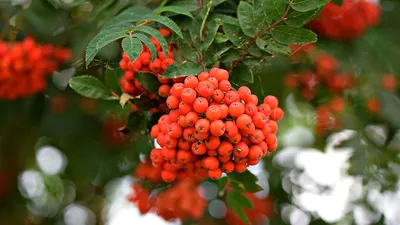 Купить Рябина обыкновенная Sorbus aucuparia - в питомнике Флорини