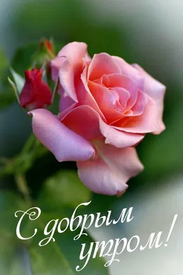 Доброе утро | Гибридные чайные розы, Счастливые картинки, Доброе утро