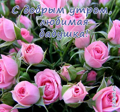 Картинки С добрым утром с цветами 🌹 - скачать (165 шт.)