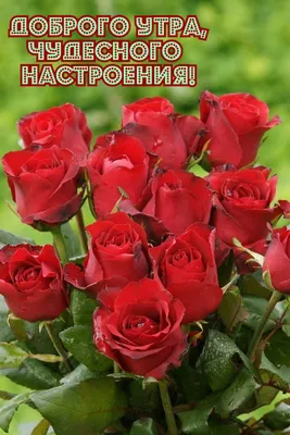 Букет роз "Доброе утро, Любимая!" (501) по цене 39990 руб - купить в Москве  с доставкой