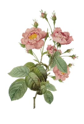 Клубничный букет из клубники с розами "Клубничное эскимо" – 