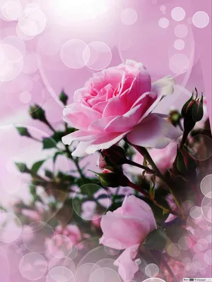 Нежно розовые пионы | купить недорого | доставка по Москве и области