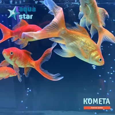 Светящиеся рыбки GloFish | виды, описание, содержание