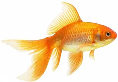 Рыбки гурами: фото, содержание, совместимость, размножение, чем кормить и  сколько живут в домашних условиях