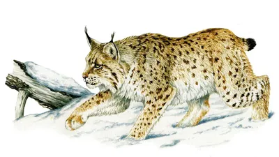 Рыси (Lynx) | LifeCatalog