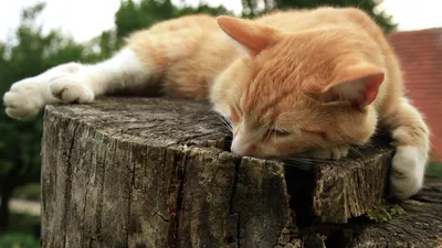 Толстый рыжий кот спит весь день, и прославился благодаря своему усталому  виду | Пикабу