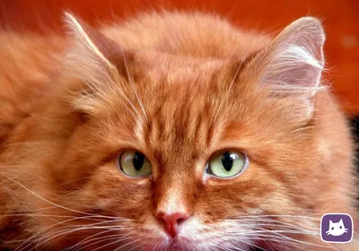 Джеймс Кристенсен - Серенада с рыжим котом: Описание произведения | Артхив