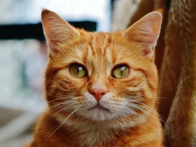 Чубайс не в обиде за то, что его фамилией называют рыжих котов -  , Sputnik Беларусь